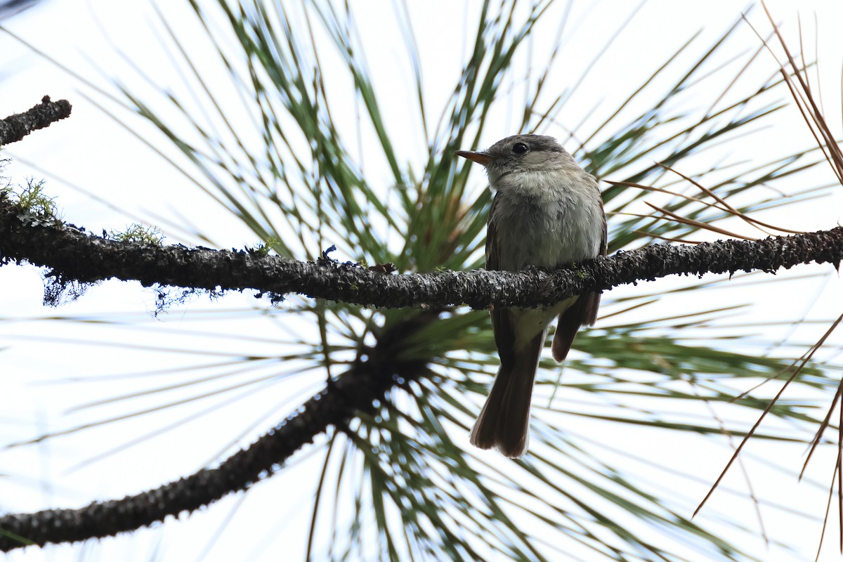 Gray Flycatcher - ML620644629