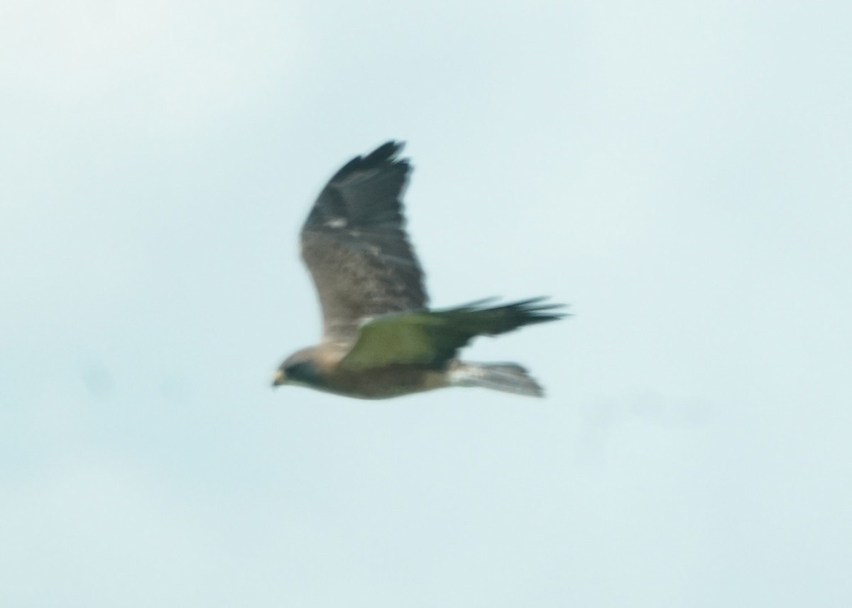 Swainson's Hawk - ML620644631