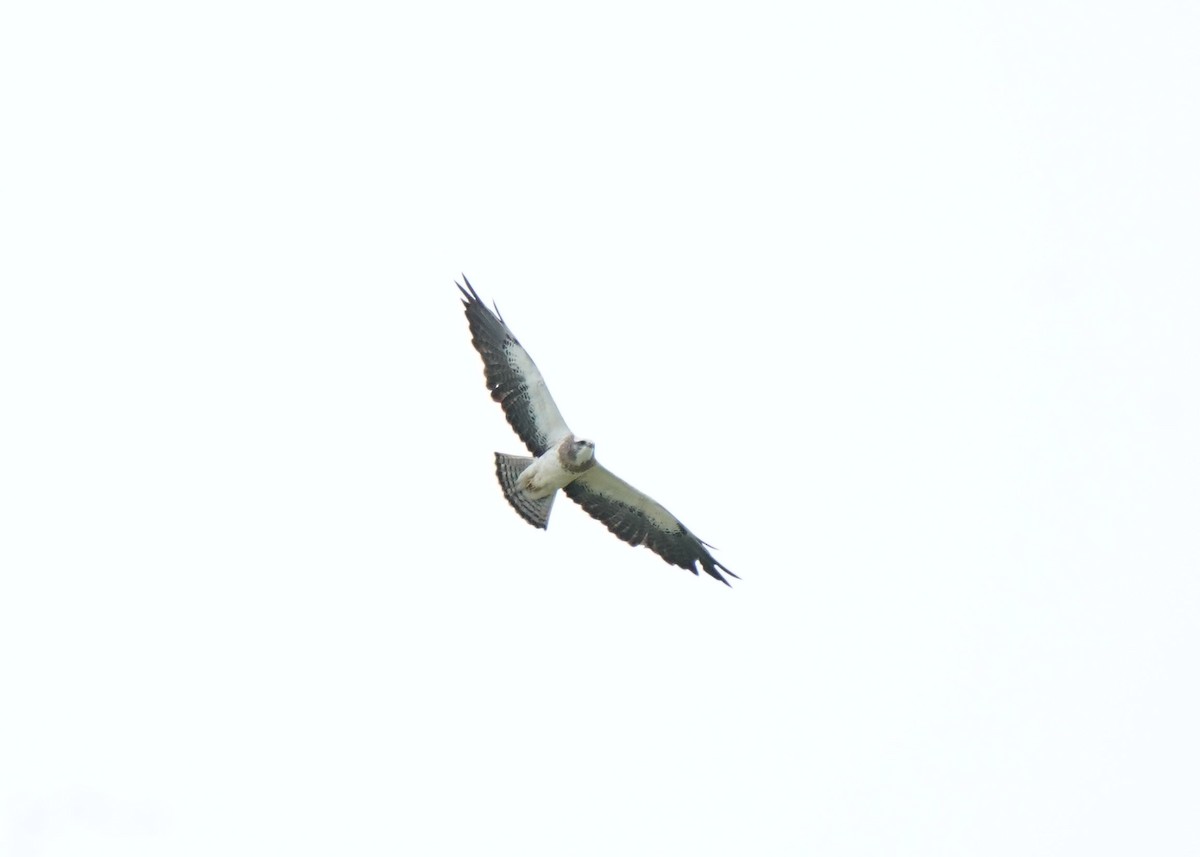 Swainson's Hawk - ML620644632