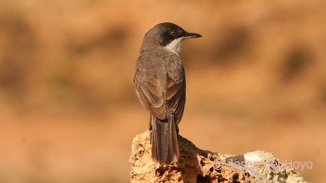 Western Orphean Warbler - ML620644655