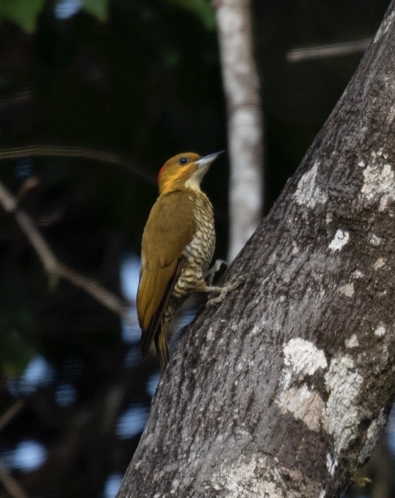 White-throated Woodpecker - ML620644656