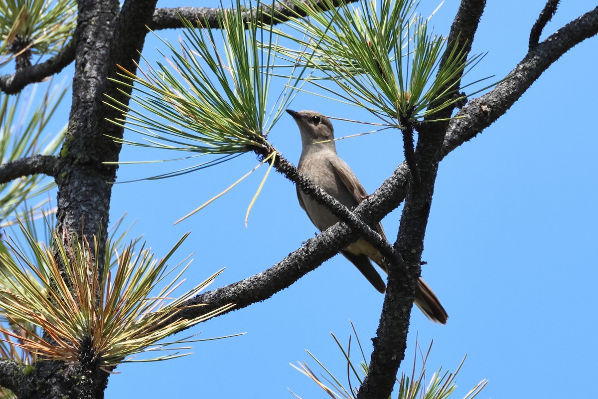 Townsend's Solitaire - ML620644658