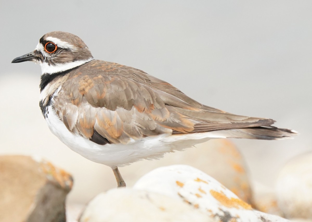 Killdeer - ML620644659