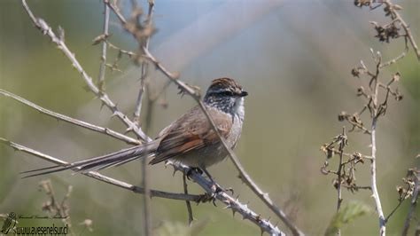 Plain-mantled Tit-Spinetail - ML620644660