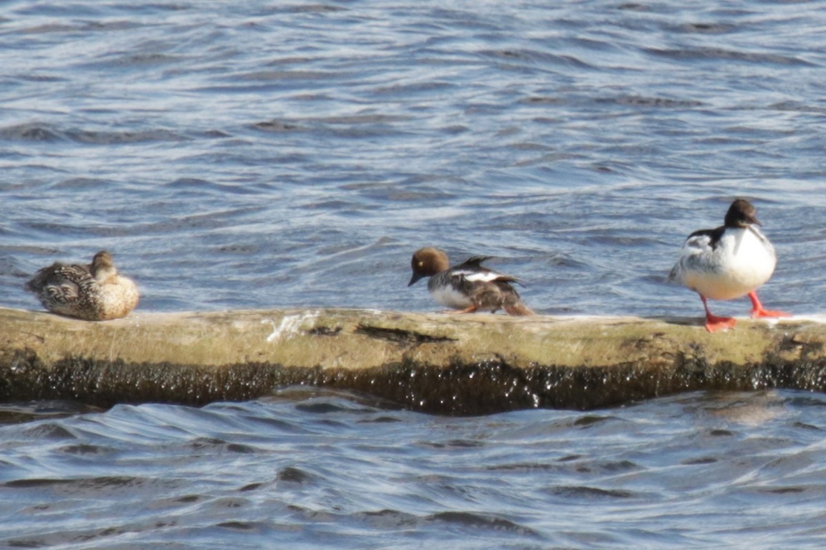 Common Goldeneye - ML620644661