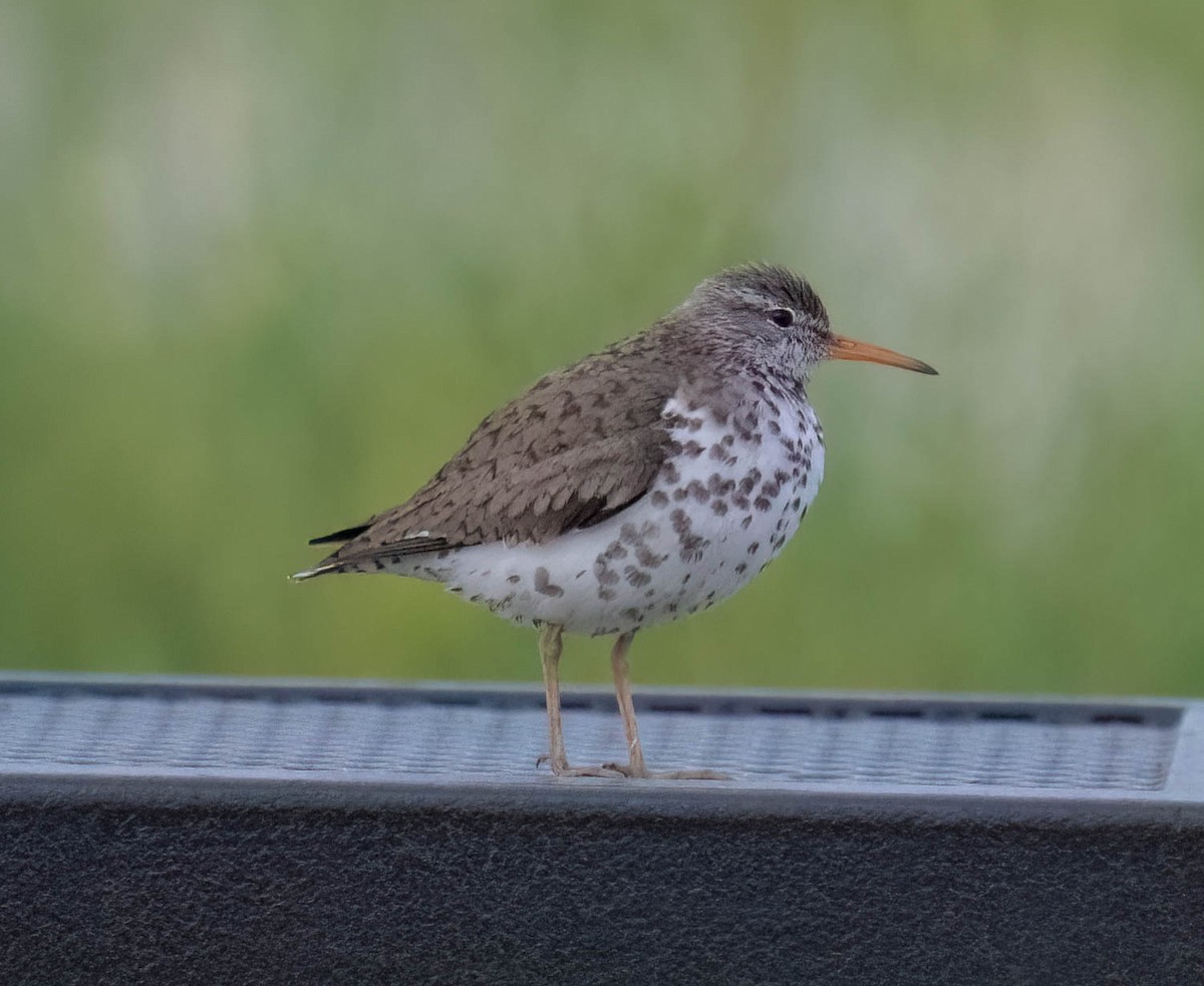 Spotted Sandpiper - ML620644663