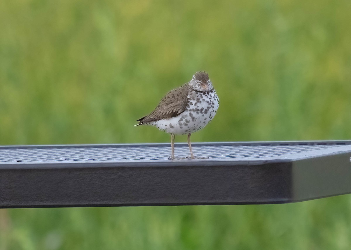 Spotted Sandpiper - ML620644664