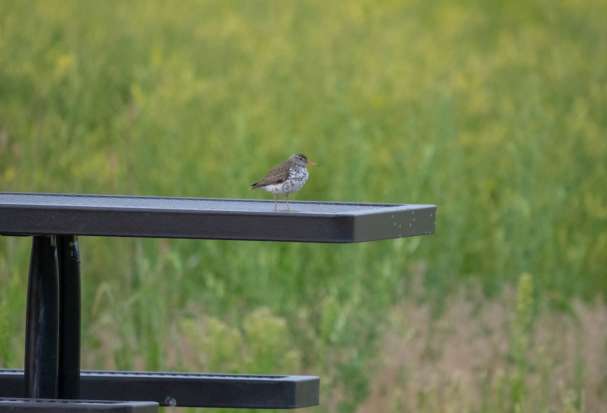 Spotted Sandpiper - ML620644665