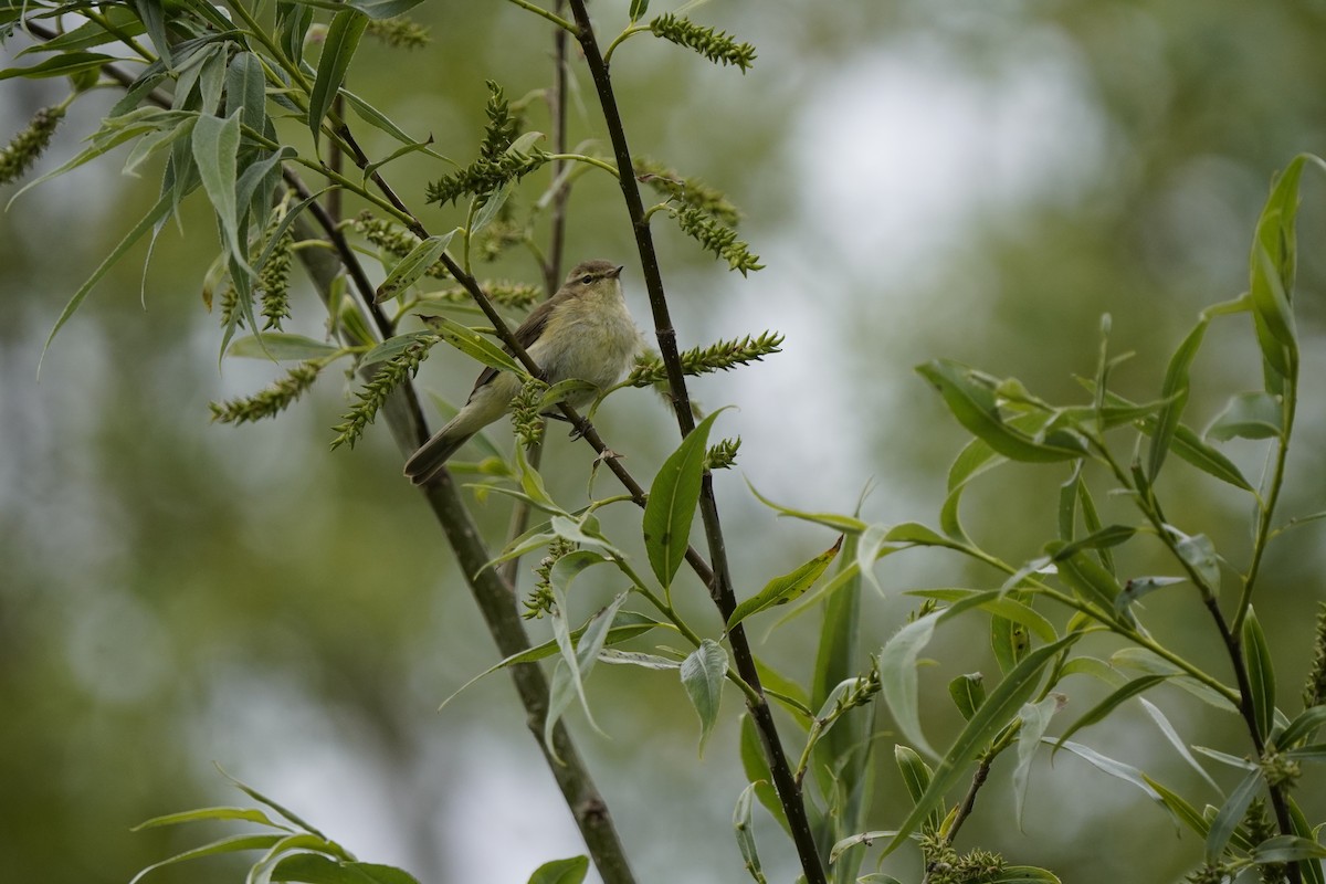 Willow Warbler - ML620644668