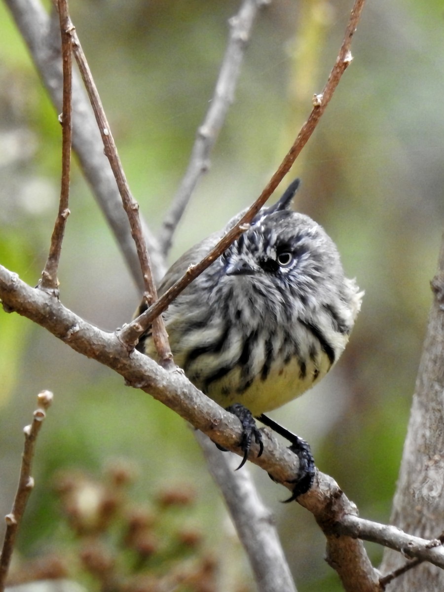 Tufted Tit-Tyrant - ML620644674