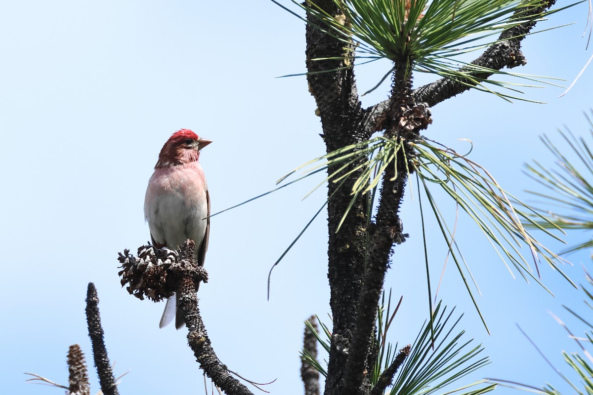 Cassin's Finch - ML620644678