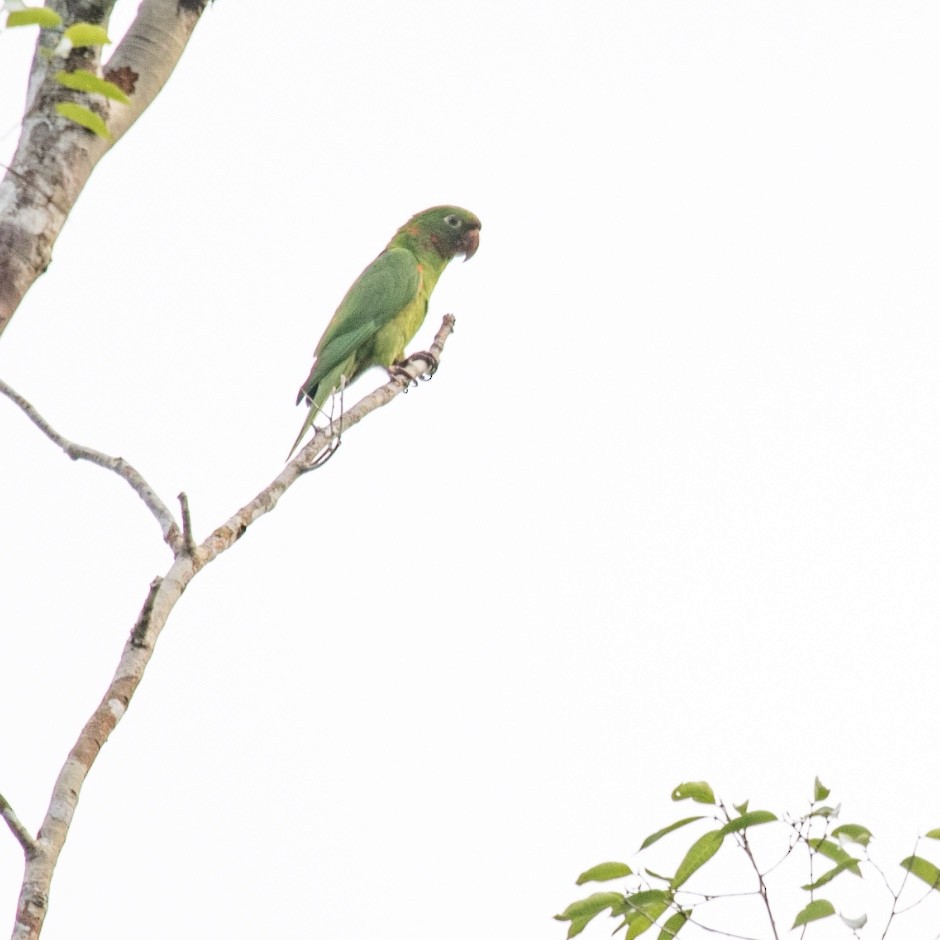 White-eyed Parakeet - ML620644681