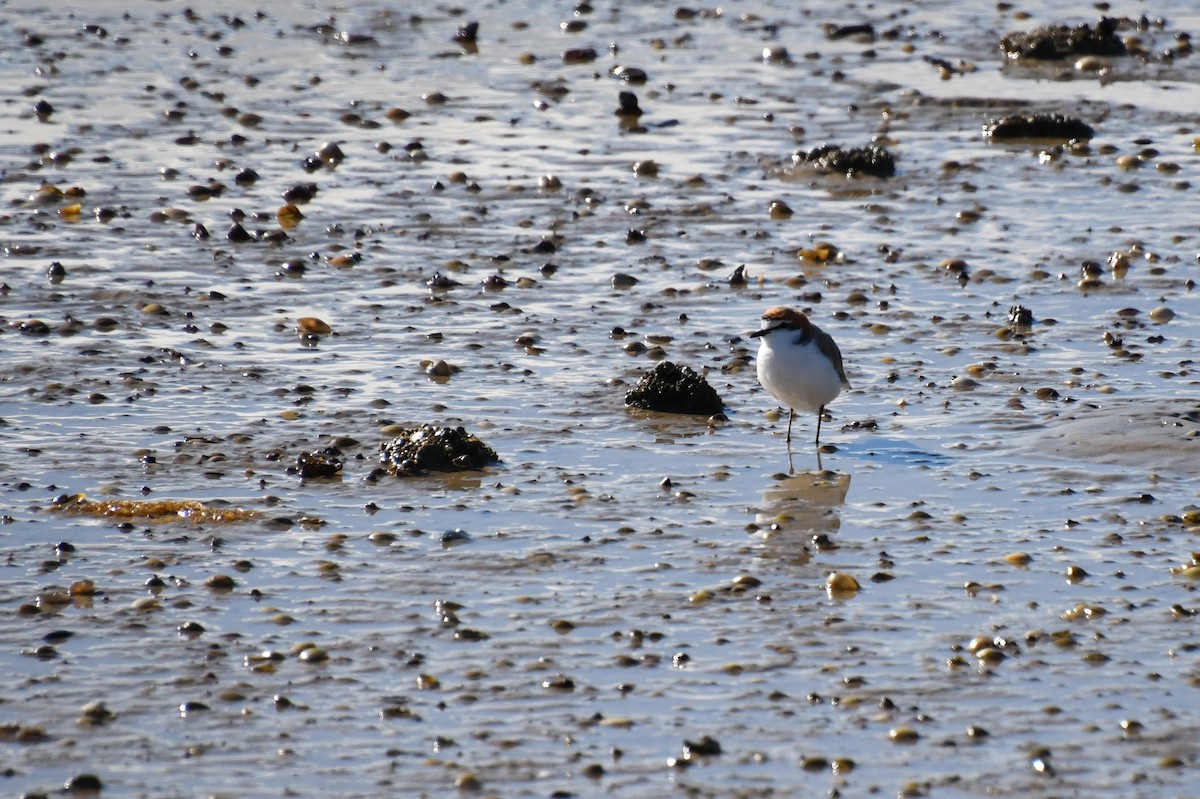 Red-capped Plover - ML620644685