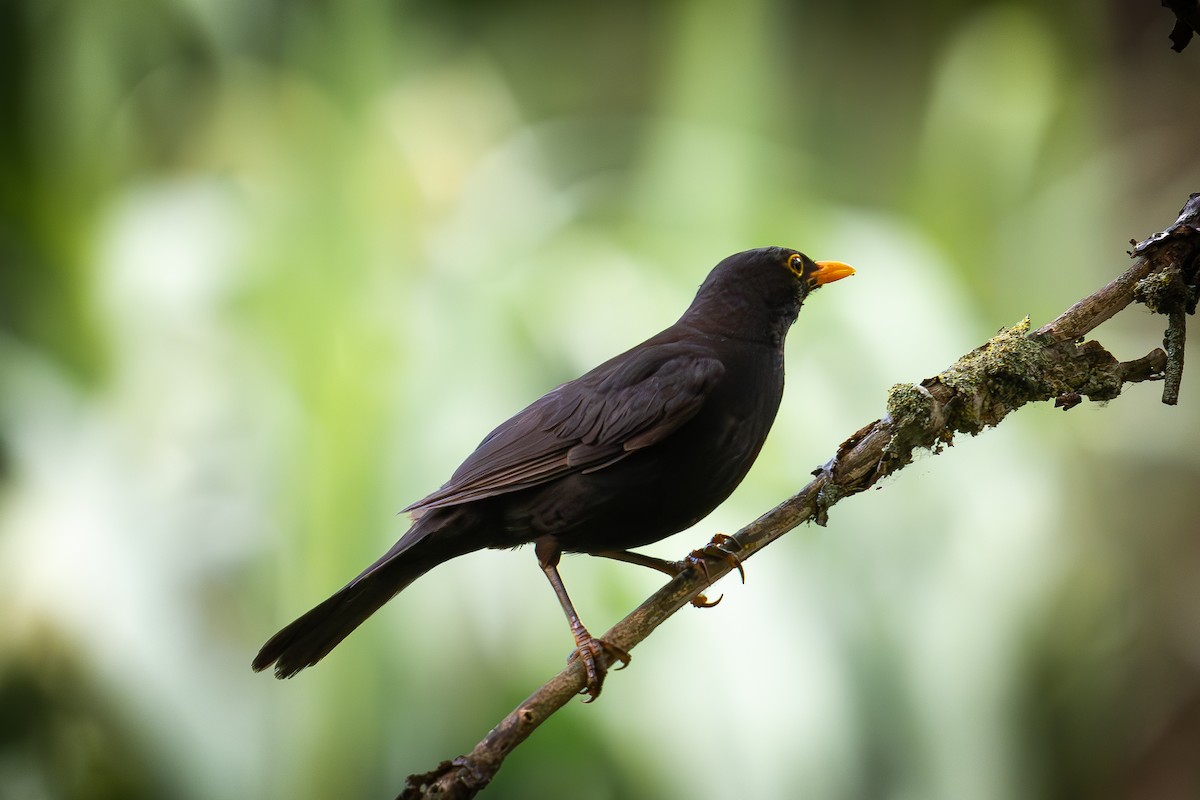 Eurasian Blackbird - ML620644690