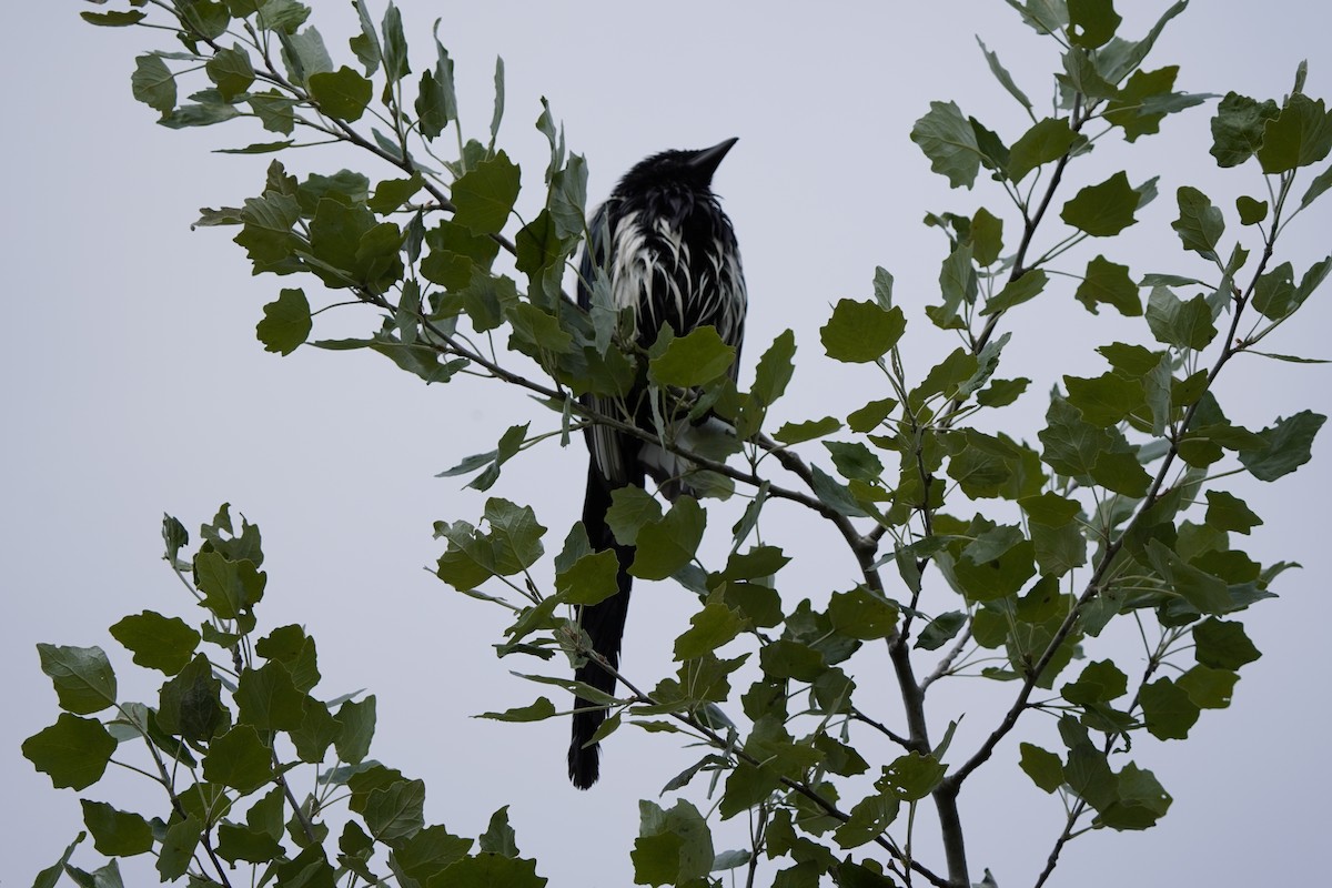 Eurasian Magpie - ELIF OGRALI