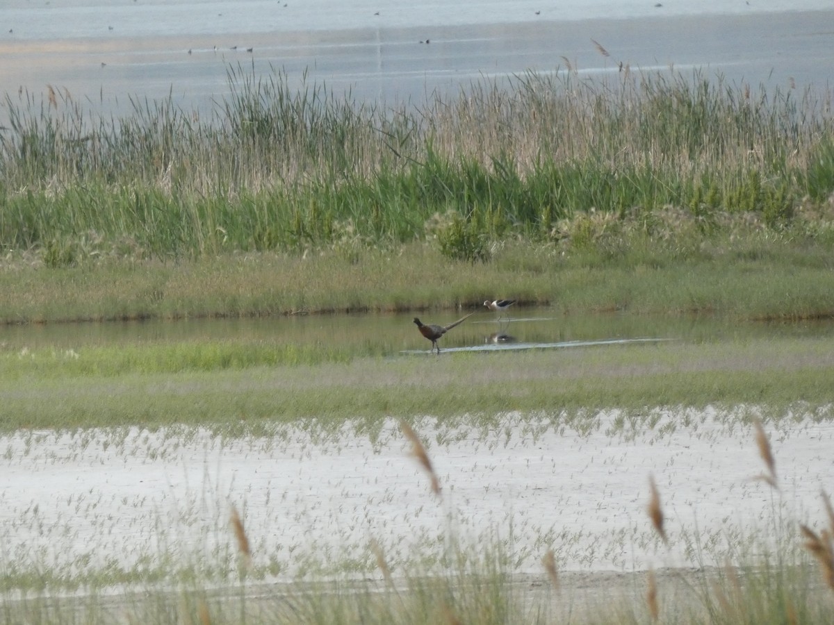 Ring-necked Pheasant - ML620644699