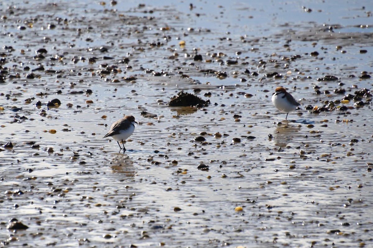 Red-capped Plover - ML620644700