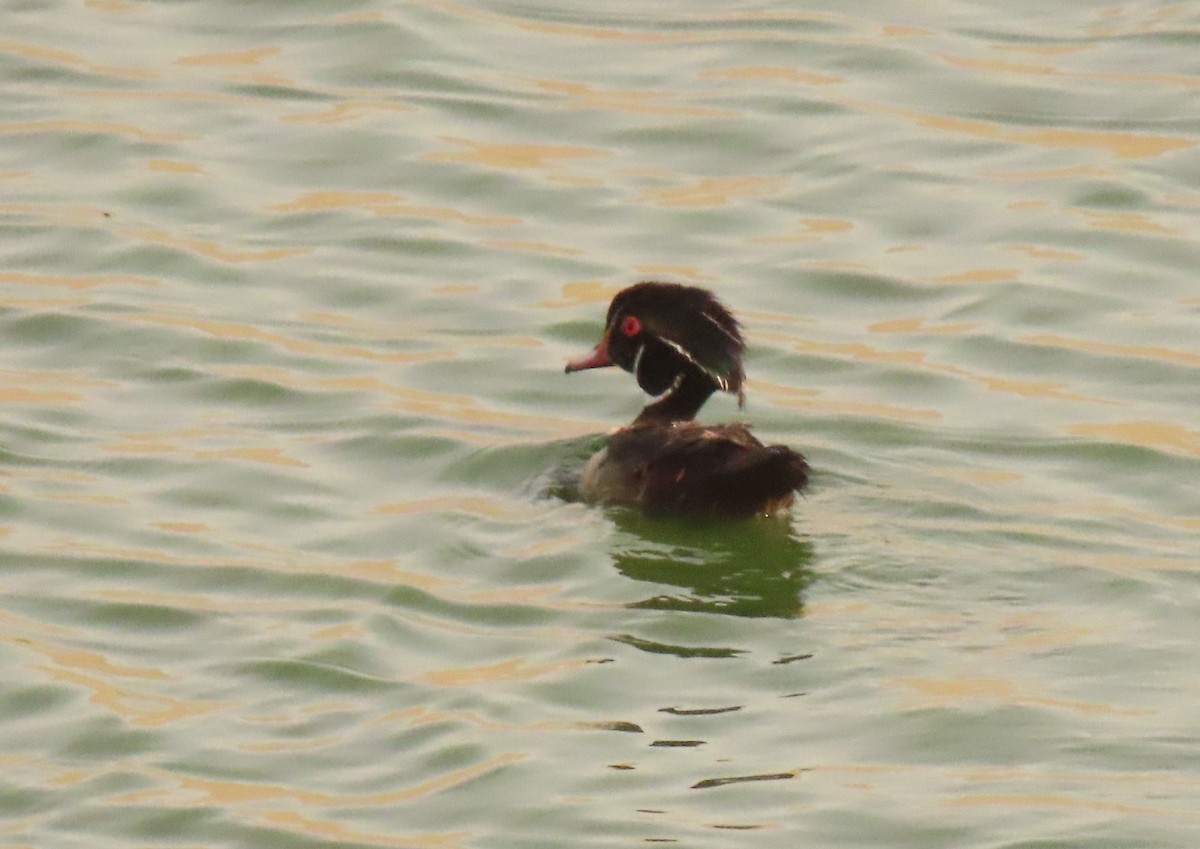 Wood Duck - ML620644701