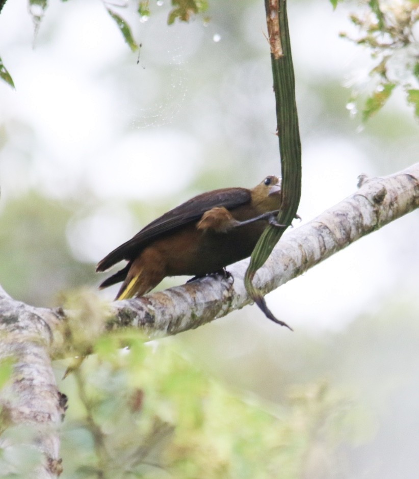 Russet-backed Oropendola - Alex Boas