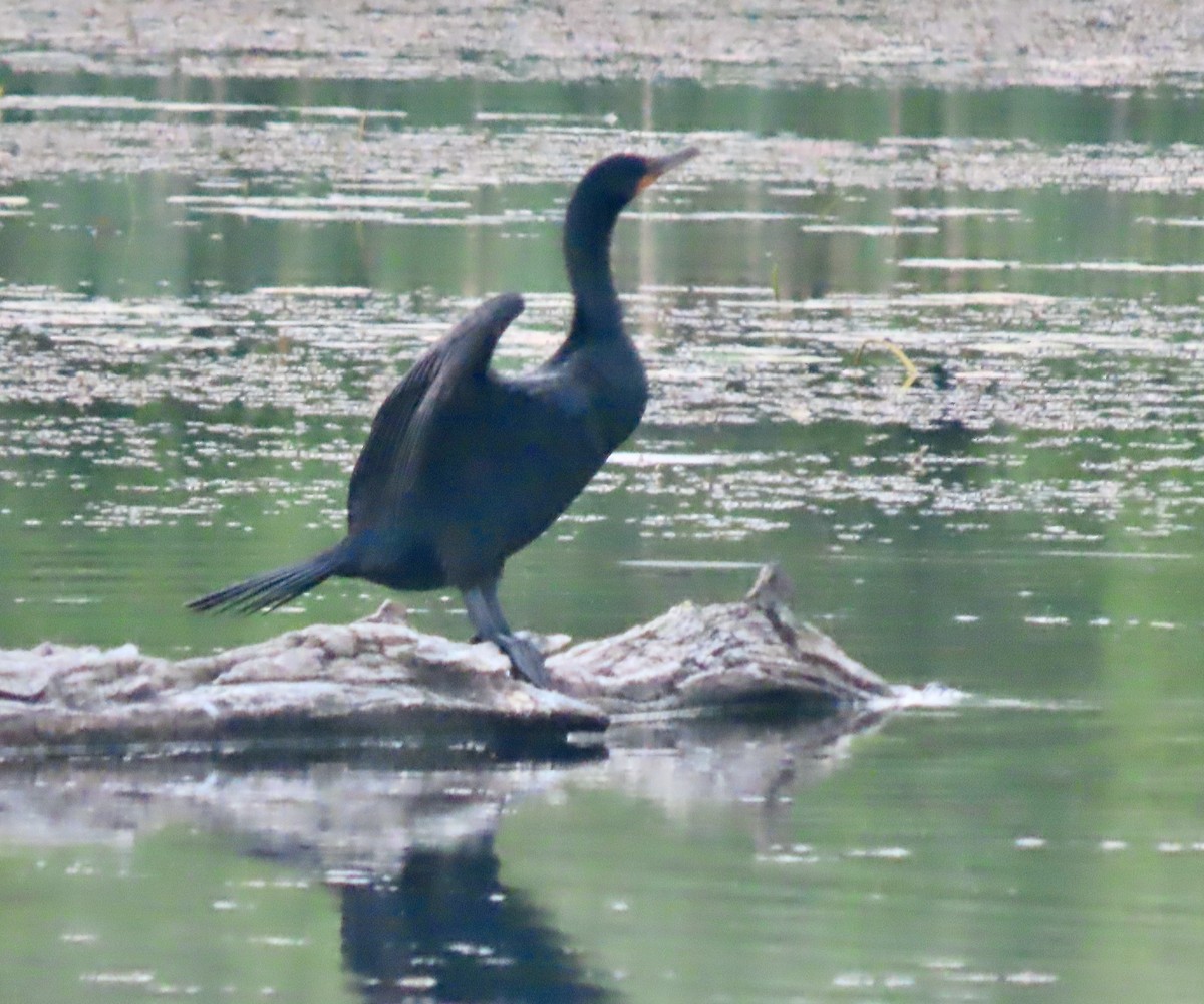 Double-crested Cormorant - Randy Shonkwiler