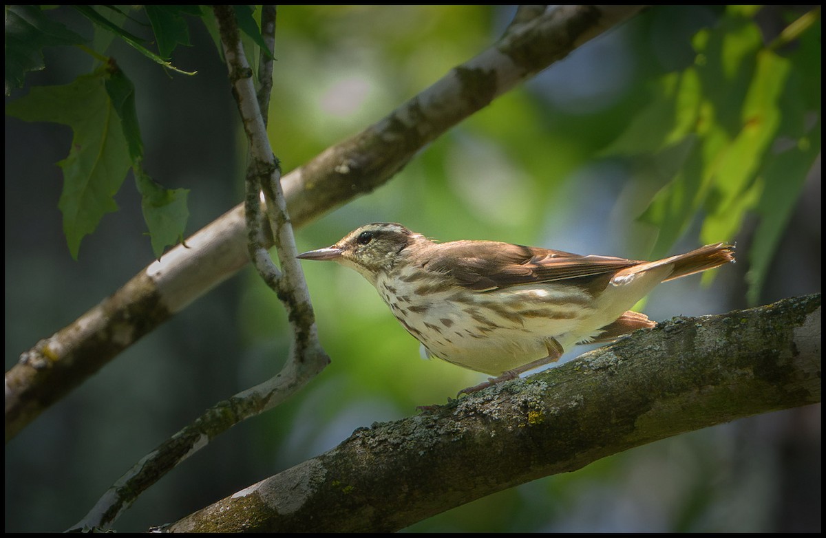 Louisiana Waterthrush - ML620644709