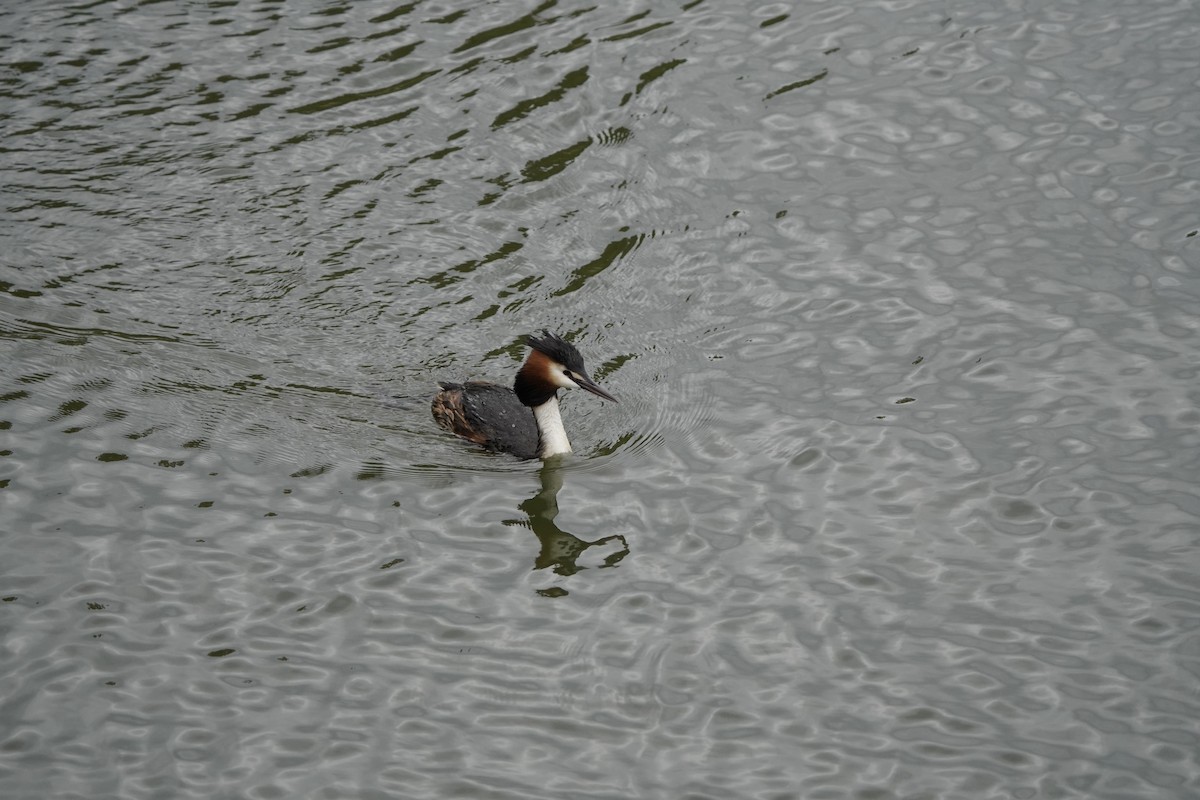 Great Crested Grebe - ML620644711