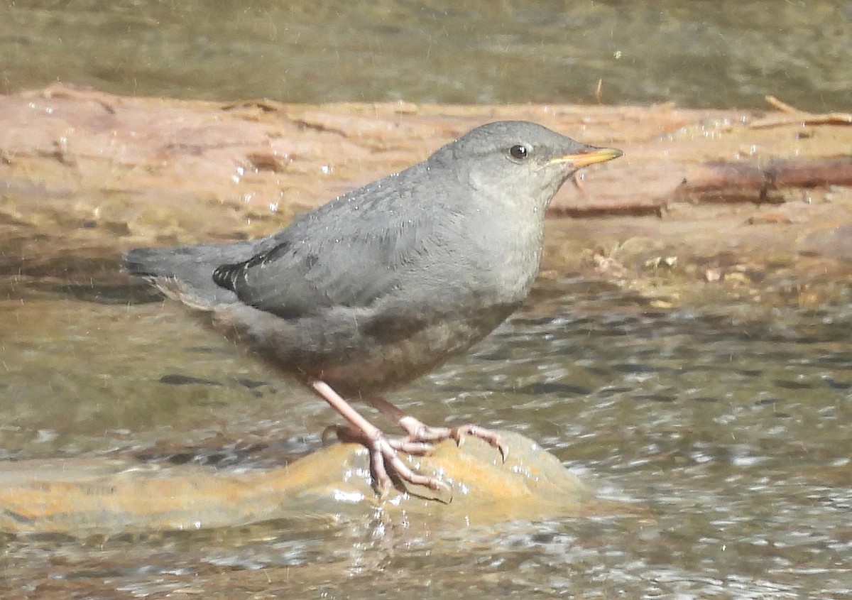 American Dipper - ML620644716