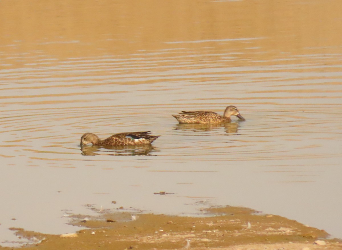 Blue-winged Teal - Mark Stevenson