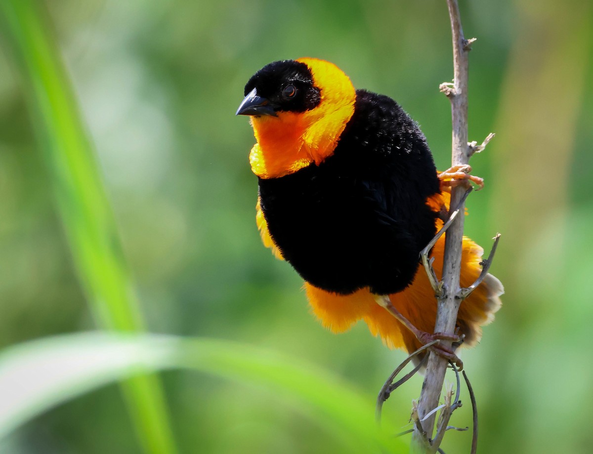 Northern Red Bishop - ML620644718