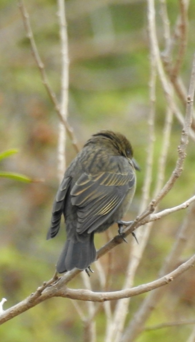 Chestnut-capped Blackbird - ML620644720