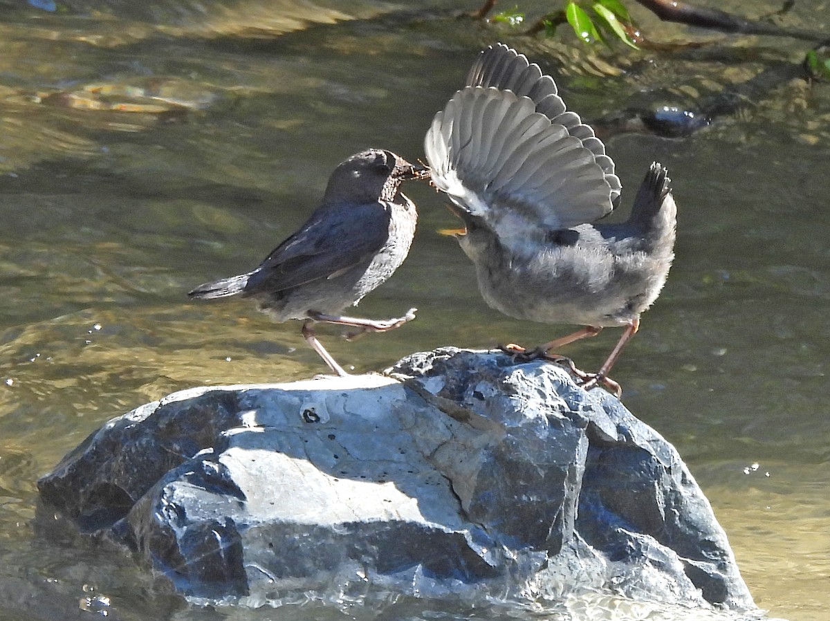 American Dipper - ML620644721