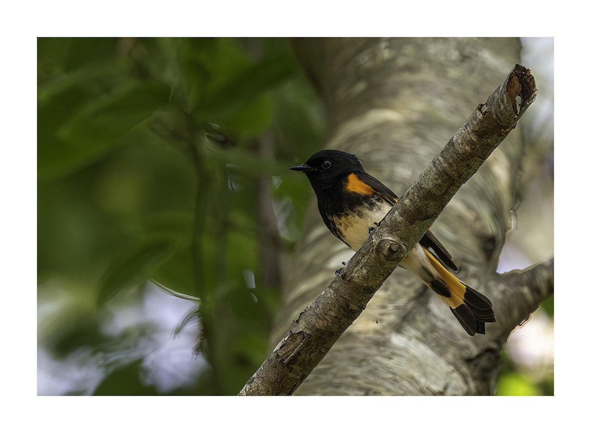 American Redstart - ML620644723