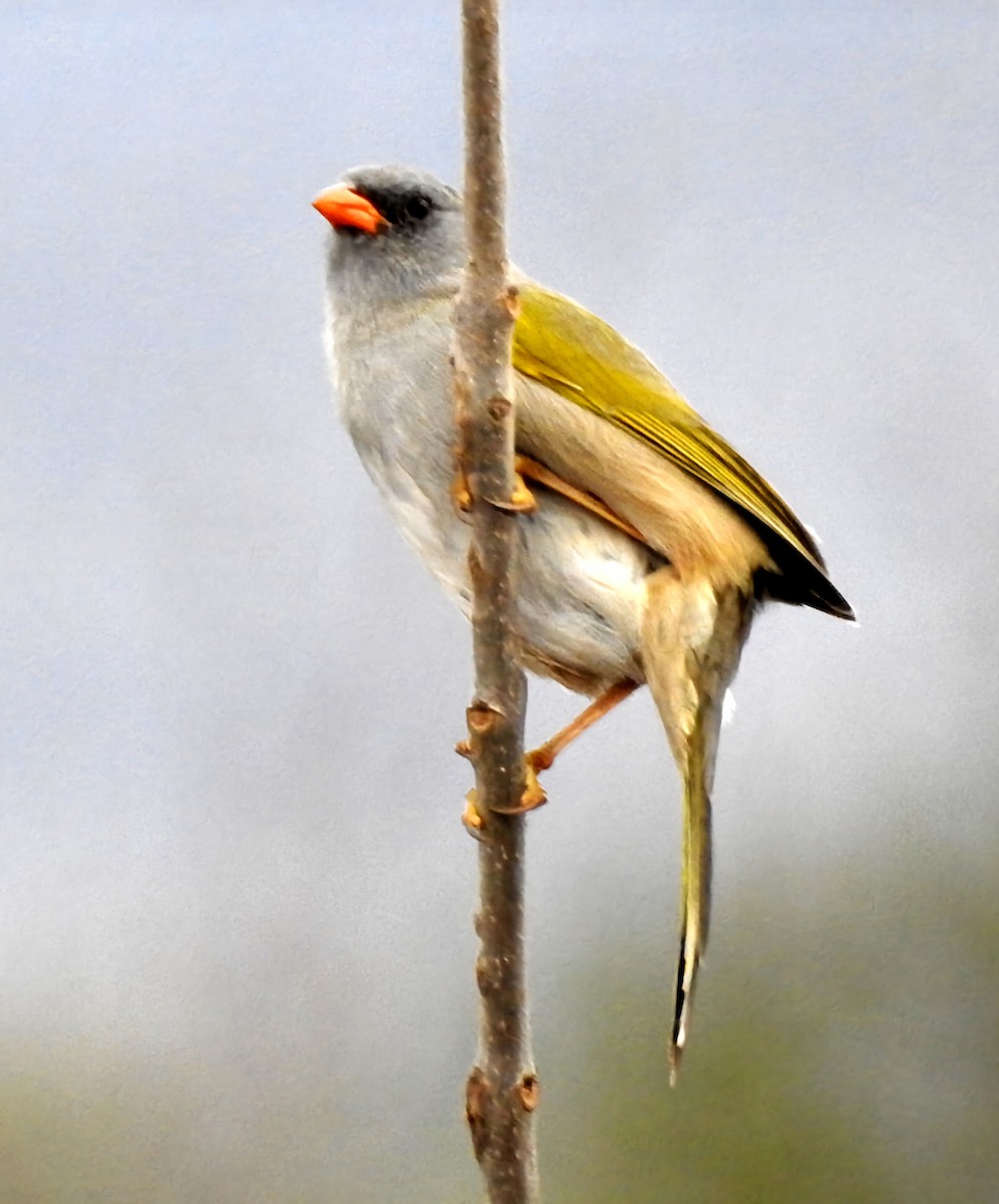 Great Pampa-Finch - ML620644725