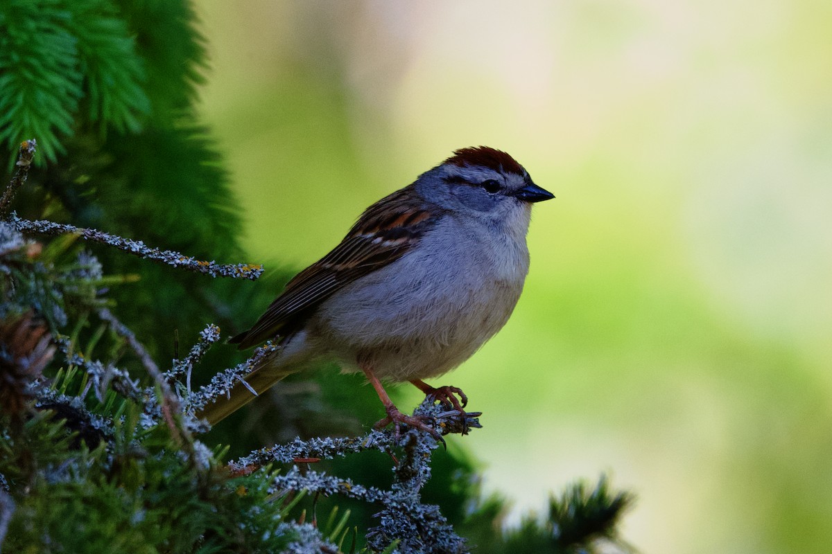 Chipping Sparrow - ML620644727