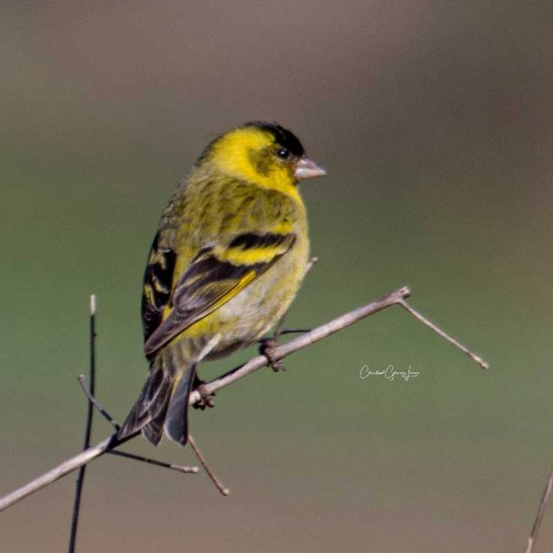 Black-chinned Siskin - ML620644728