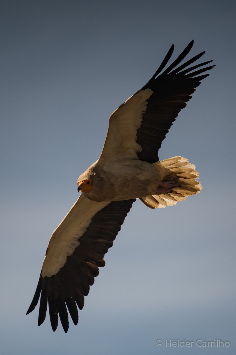 Egyptian Vulture - ML620644729