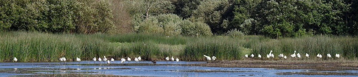 Eurasian Spoonbill - ML620644731