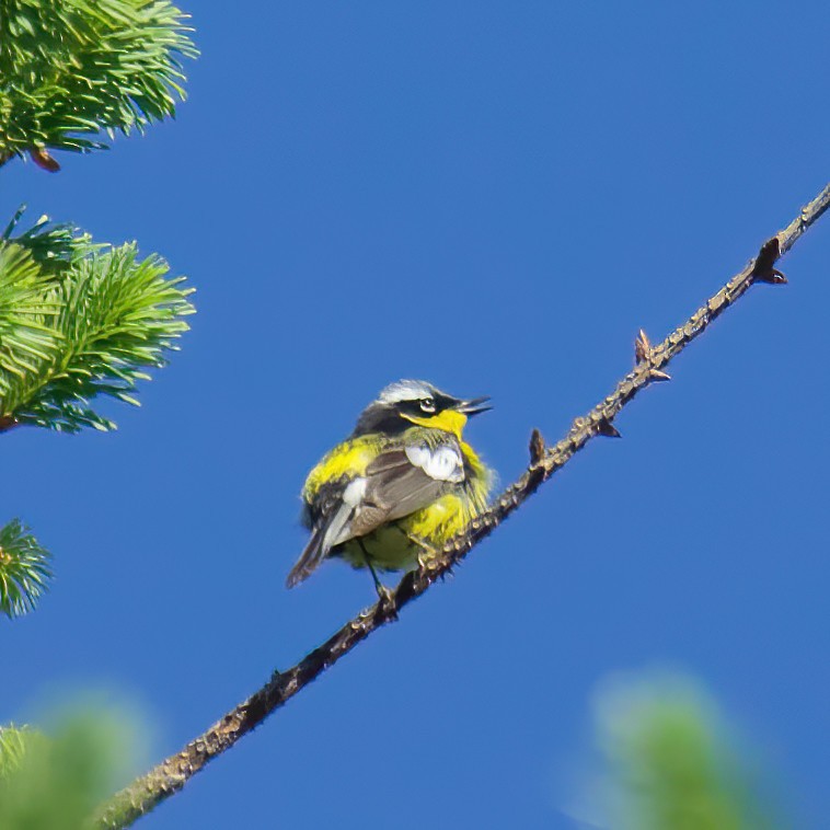 Magnolia Warbler - ML620644732