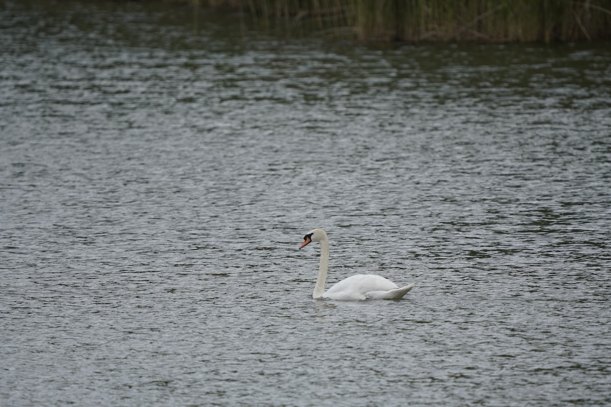 Mute Swan - ML620644733