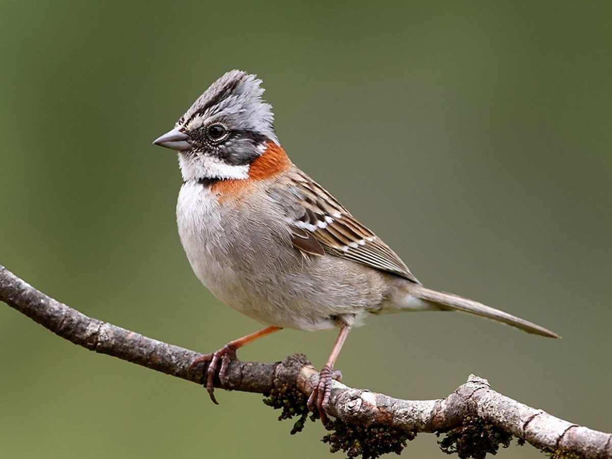 Rufous-collared Sparrow - ML620644734