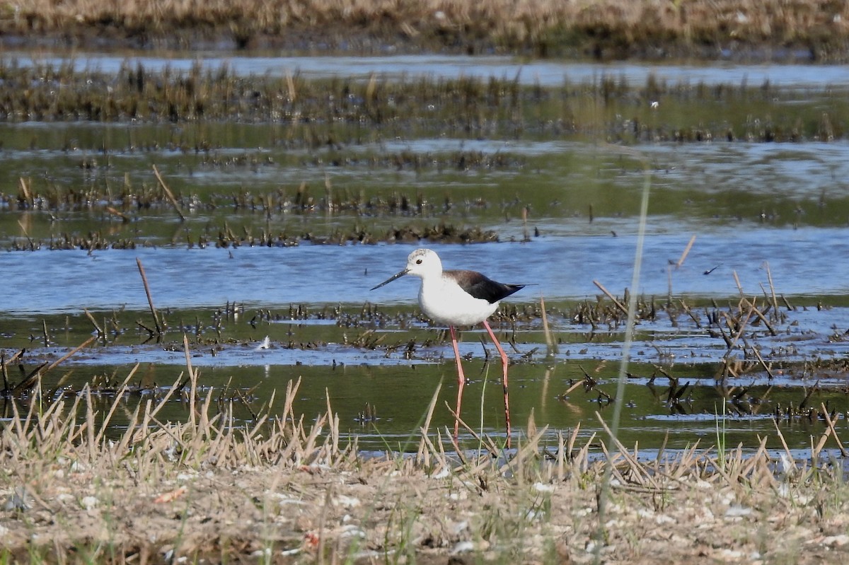 Black-winged Stilt - ML620644736