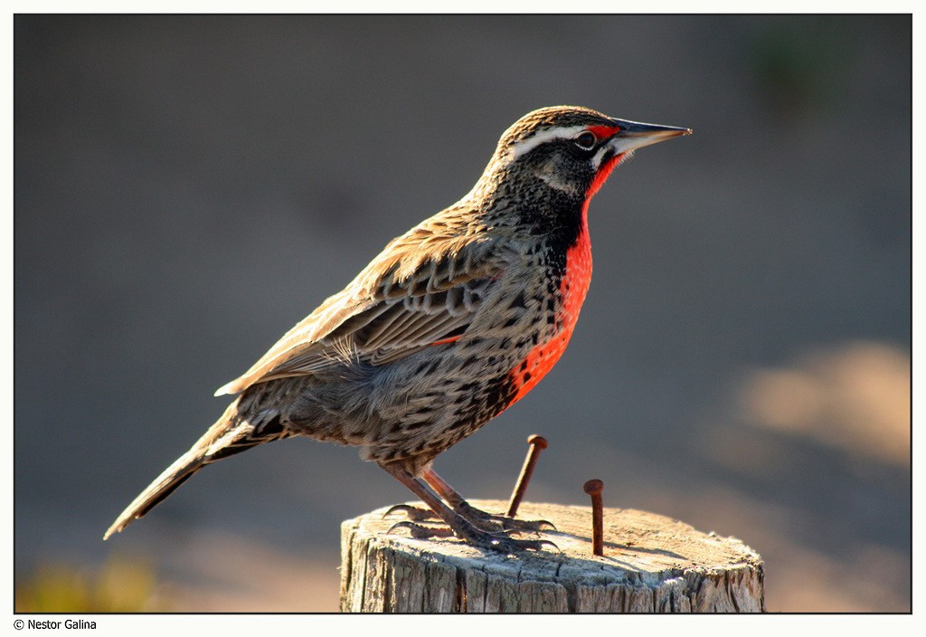 Long-tailed Meadowlark - Rodrigo Villan Ramirez