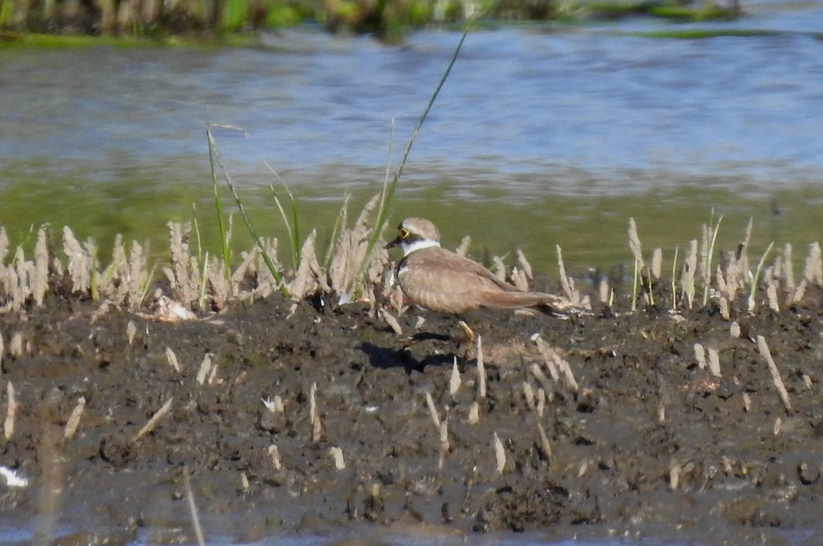 Little Ringed Plover - ML620644738