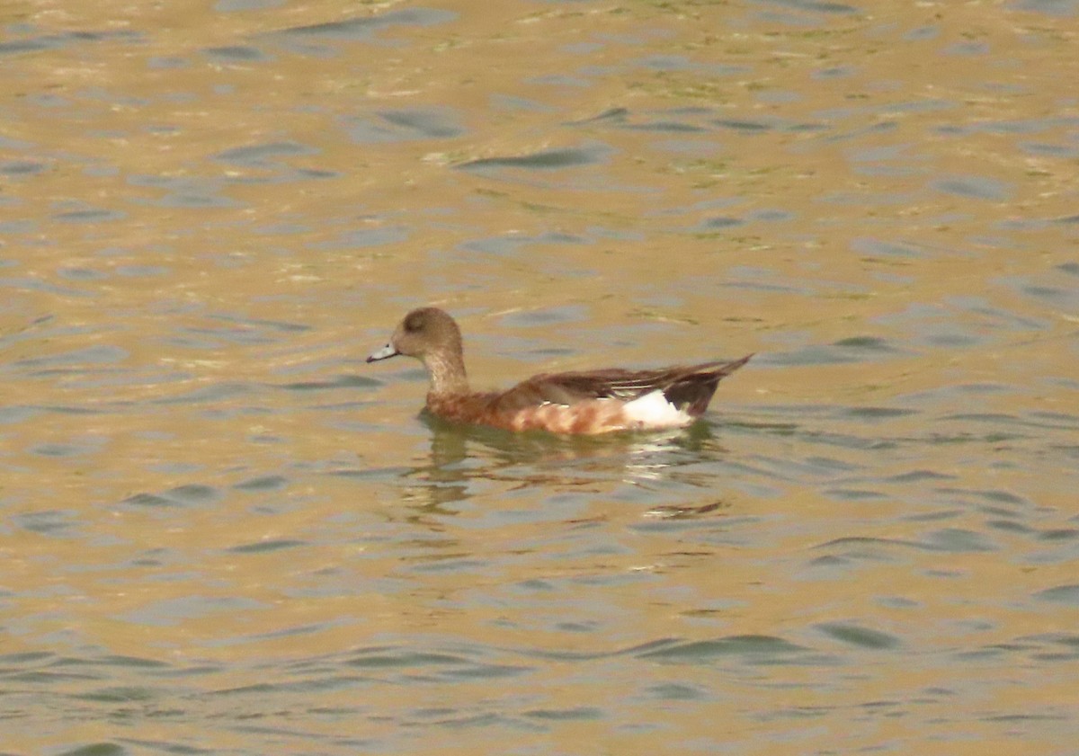 American Wigeon - Mark Stevenson