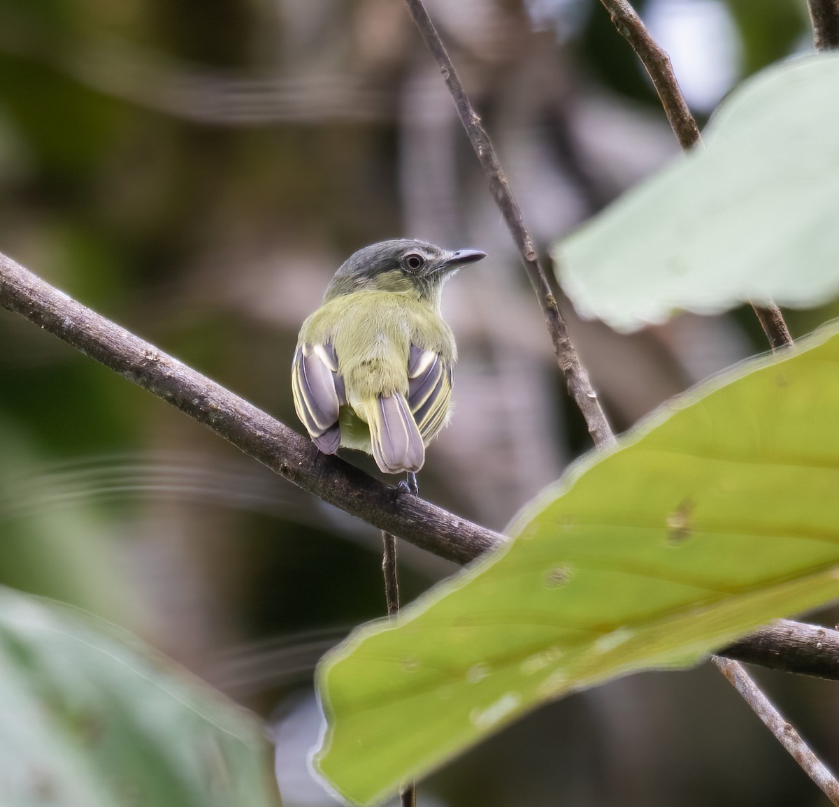 Gray-crowned Flatbill - ML620644748