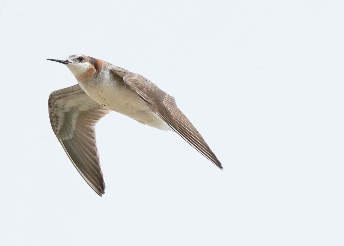 Wilson's Phalarope - ML620644752