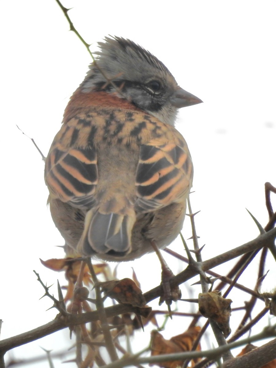 Rufous-collared Sparrow - ML620644753