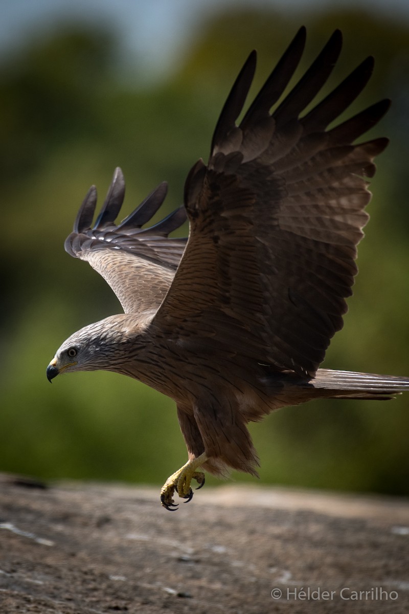 Black Kite - ML620644757