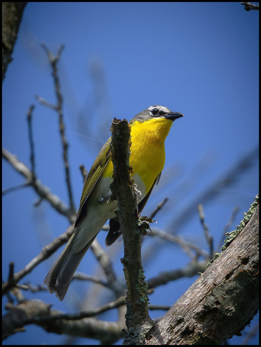 Yellow-breasted Chat - ML620644759