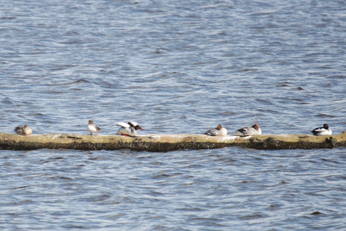 Common Merganser - ML620644762